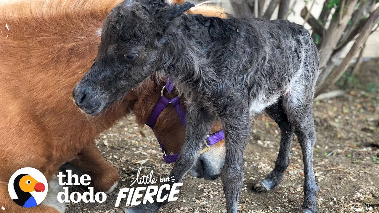 Baby Mini Horse Born Too Small Turns Into A Bucking Bronco